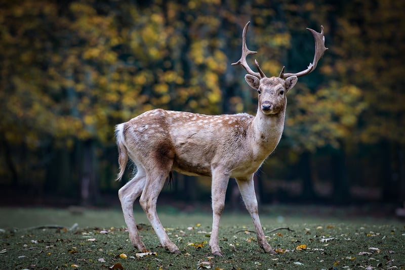Woodland Creatures