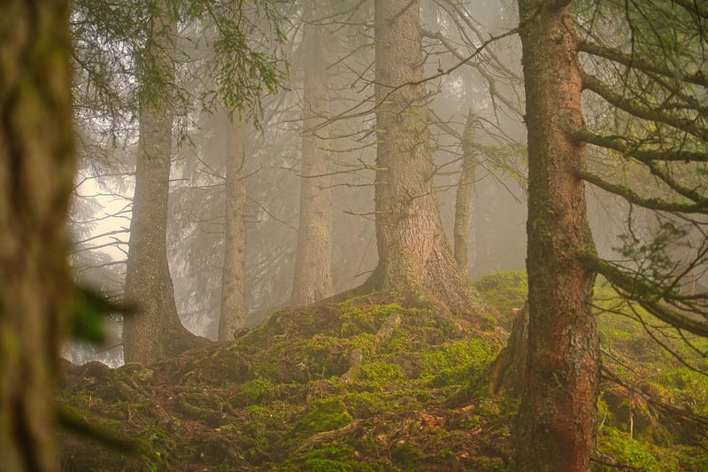 Magical Forest Decor